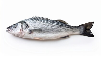 Obraz premium Single Fresh Sea Bass Fish Isolated Food Photography On White Background