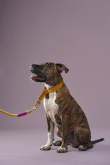 The dog is seated calmly with a yellow leash. It looks off to the side with interest.