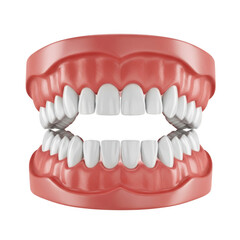 Obraz premium Dental model displaying teeth alignment