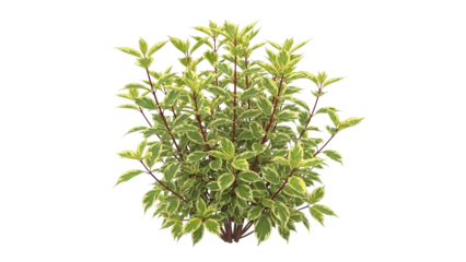 Variegated shrub with green yellow leaves and red stems, cut out, stock png, isolated on transparent background