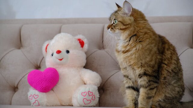 Cute tabby cat with soft toy, teddy bear with heart. Tabby crossbreed cat. Happy Valentines Day. Happy Birthday. Curious kitten looking at camera, cozy home. Atmospheric mood