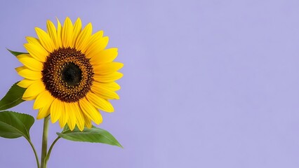 Beautiful sunflower on a purple background with green leaves and yellow petals