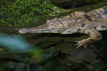 Obraz premium A Siamese crocodile swimming at the water’s surface. 