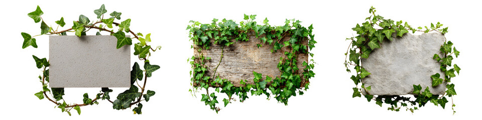 Stone concrete and wooden signboard rectangular frame, overgrown with green ivy creeping vines, elements set isolated on transparent background