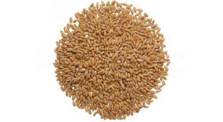 Pile of Wheat Grains heap brown food isolated on a transparent background
