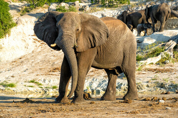 Fototapeta premium Close encounter with a bull elephant from a boat. African elephant showing dominant behaviour at the Chobe River between Botswana and Namibia in the green season.