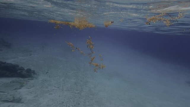 Underwater view of Orange Brown Sargassum Seaweed floating on the surface of a clear blue ocean