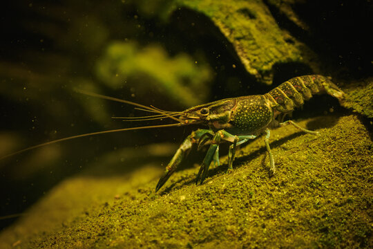 A red‑clawed crayfish beneath the water surface.
