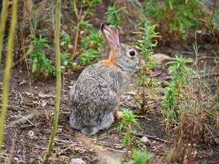 Wild Rabbit Sitting Along a Trail in Summer, Colorado