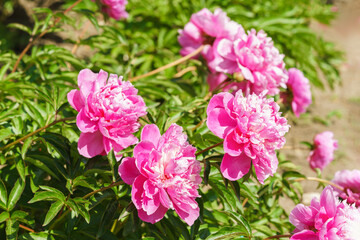 Beautiful pink peony bush blossoms growing in a garden, illuminated by sunlight with fresh green leaves and soft natural plant background. Decorative flower for park, flower bed and landscape design