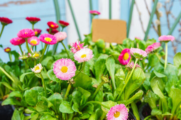 Fresh pink daisy flowers Bellis perennis blooming in garden pots with lush green leaves creating a cheerful spring gardening scene with natural light on background. Gardening, plant breeding