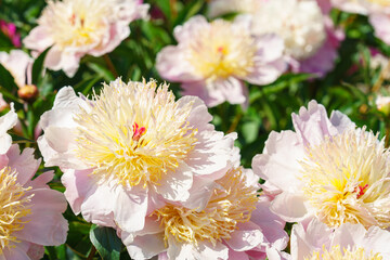 Beautiful white peony bush blossoms growing in a garden, illuminated by sunlight with fresh green leaves and soft natural plant background. Decorative flower for park, flower bed and landscape design