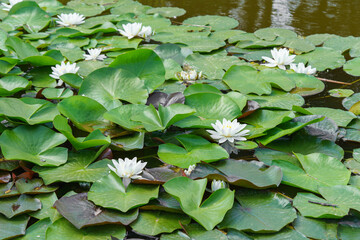 Aquatic plant, white water lily with yellow center, Nymphaea alba floating on green leaves in calm pond water symbolizing purity tranquility and summer nature