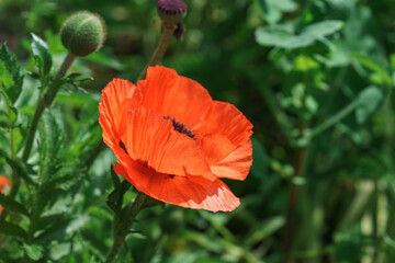 Single papaver oriental, red poppy flower blooming against nature green foliage background capturing delicate petals and vibrant color of wild summer field or meadow. Wild flower, decorative plant