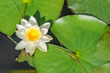 Aquatic plant, white water lily with yellow center, Nymphaea alba floating on green leaves in calm pond water symbolizing purity tranquility and summer nature