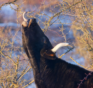 Close-up detail of an aurochs, Bos primigenius head pulling a tree branch with its tongue while foraging in snowy winter conditions at the Milovice large herbivores reserve.