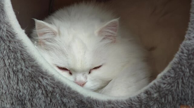 Adorable fluffy white cat slowly closing its eyes and falling asleep. The cute feline is resting comfortably inside its soft, cozy cat tree condo