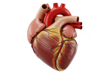 Human heart anatomy model medical isolated on a transparent background