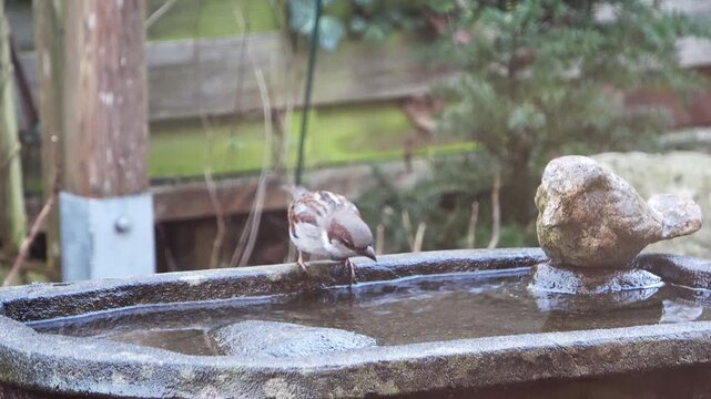 Two house sparrows bathing in a stone bird bath