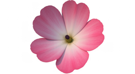 Pink flower isolated petals isolated on a transparent background