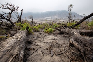 Desolate woodland after eruption with ash-covered ground and distant crater
