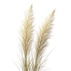 Beautiful bunch of golden pampas grass on transparent background