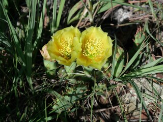 Yellow Prickly Pear Cactus Flowers Blooming in Early Summer, Colorado