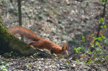 Wild redhair squirrel came down from a tree and looking for nuts. Wild squirrel, fauna, wildlife protection.