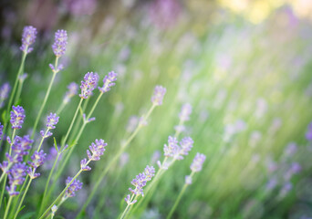 Fototapeta premium Dreamy lavender field in soft focus, with purple blossoms and green stems glowing in natural light.