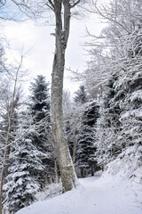 Winter at Medvednica mountain with trees under snow