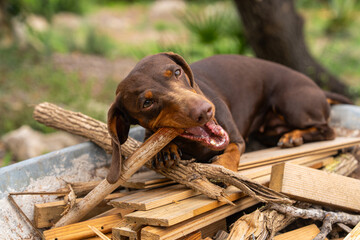 Funny and cheerful dachshund lying in wheelbarrow filled with firewood, happily chewing stick...