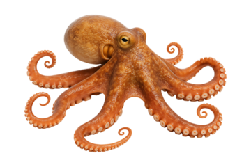 Detailed view of a reddish brown octopus with curled arms on transparent background