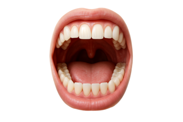 An open human mouth displaying teeth and tongue detailed anatomical study on transparent background