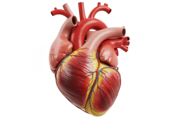 Human heart with arteries and veins isolated on a transparent background