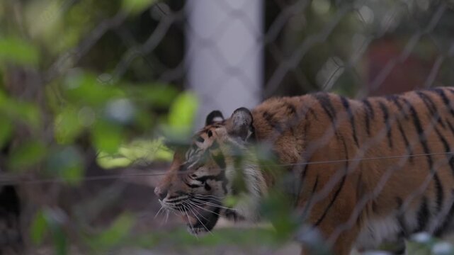 Stressed captive sumatran tiger pacing nervously