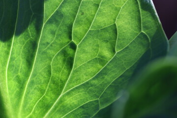green leaf texture
