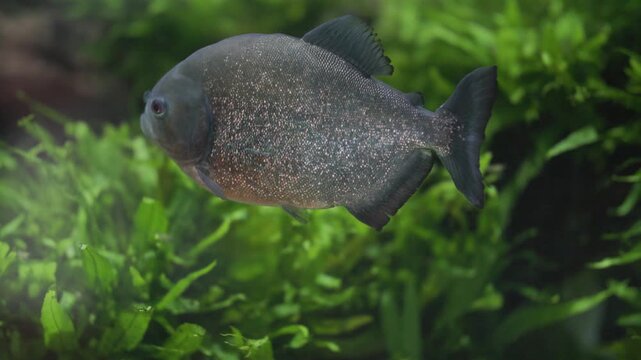 Red-bellied piranha swimming in aquarium with plants