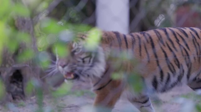 Captive sumatran tiger pacing behind a fence