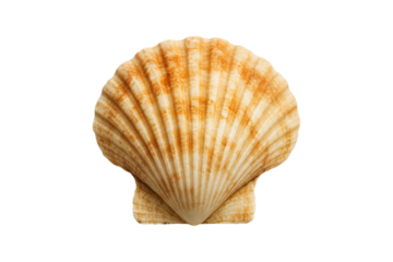 Detailed view of a beautiful ridged scallop seashell isolated on transparent background