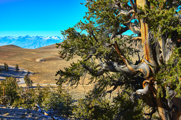 Fototapeta premium Bristlecone Pine Tree Twisted Trunk and Mountain Landscape in White Mountains California