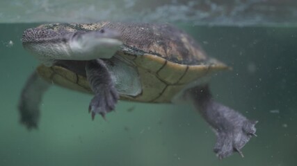 Long-necked freshwater turtle swimming gracefully underwater