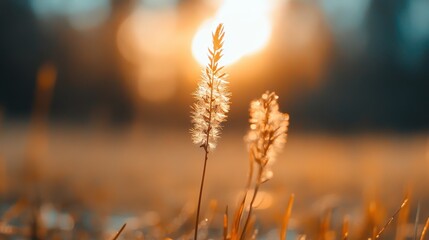This serene image captures delicate blades of grass illuminated by soft sunlight, conveying a peaceful mood and a close-to-nature feeling in the evening glow.