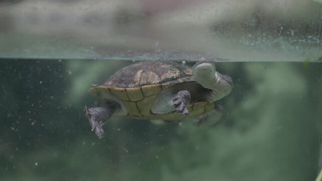 Long-necked freshwater turtle swimming in an aquarium