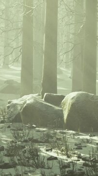Old forest scene, Timeless forest with snow covered rocks and rising trees, Secluded ancient woods featuring snow capped rocks and misty ambient light