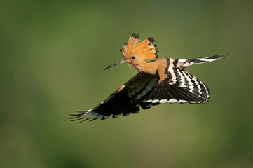 Eurasian hoopoe bird in early morning light ( Upupa epops ) © Piotr Krzeslak