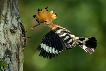 Eurasian hoopoe bird in early morning light ( Upupa epops ) © Piotr Krzeslak