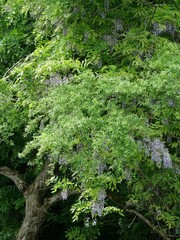 Cascading Wisteria Vines with Soft Purple Blossoms in Lush Green Foliage