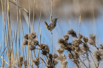 Grass Wren, in Pampas grassland environment, La Pampa Province, Patagonia, Argentina.