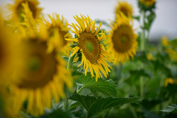 Sunflower cultivation in Argentine Countryside, La Pampa Province, Patagonia, Argentina.