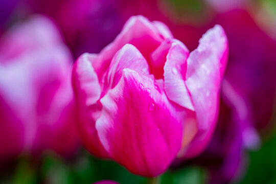Tulips blooming in a flowers field. Spring banner. Pink tulips in a green meadow. Spring season background. Tulips wallpaper. Mothers day banner. Tulips with vivid natural red colors. - Powered by Adobe